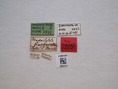 Neodactylota barberella by the Smithsonian. Used under a CC0 license.
