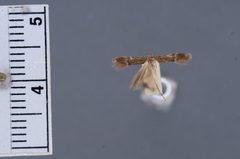 Neodactylota barberella by the Smithsonian. Used under a CC0 license.
