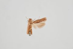 Phthorimaea operculella by the Smithsonian. Used under a CC0 license.