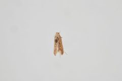 Phthorimaea operculella by the Smithsonian. Used under a CC0 license.