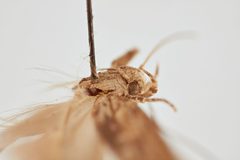 Phthorimaea operculella by the Smithsonian. Used under a CC0 license.