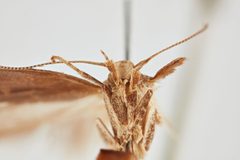 Phthorimaea operculella by the Smithsonian. Used under a CC0 license.