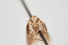 Phthorimaea operculella by the Smithsonian. Used under a CC0 license.