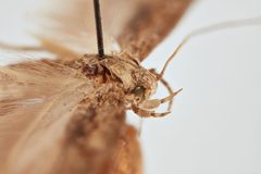 Phthorimaea operculella by the Smithsonian. Used under a CC0 license.