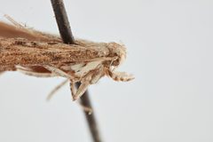 Phthorimaea operculella by the Smithsonian. Used under a CC0 license.