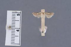 Polyhymno acaciella by the Smithsonian. Used under a CC0 license.