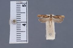 Prostomeus brunneus by the Smithsonian. Used under a CC0 license.