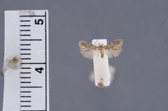 Pseudotelphusa incana by the Smithsonian. Used under a CC0 license.