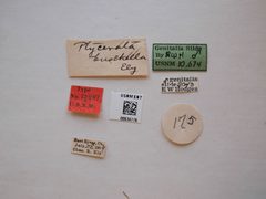 Ptycerata busckella by the Smithsonian. Used under a CC0 license.