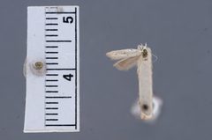 Ptycerata busckella by the Smithsonian. Used under a CC0 license.