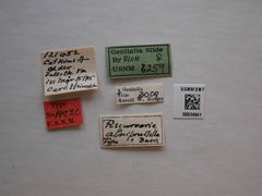 Recurvaria alnifructella by the Smithsonian. Used under a CC0 license.