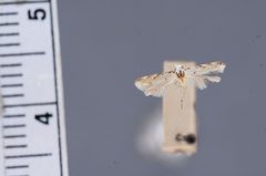 Recurvaria eryngiella by the Smithsonian. Used under a CC0 license.