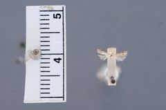 Recurvaria flavidella by the Smithsonian. Used under a CC0 license.