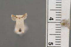 Recurvaria putella by the Smithsonian. Used under a CC0 license.