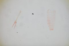 Recurvaria putella by the Smithsonian. Used under a CC0 license.