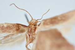 Scrobipalpa aptatella by the Smithsonian. Used under a CC0 license.
