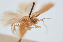 Scrobipalpa aptatella by the Smithsonian. Used under a CC0 license.