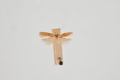 Scrobipalpa aptatella by the Smithsonian. Used under a CC0 license.