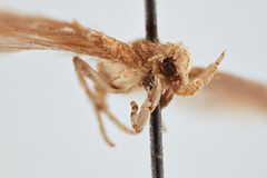 Scrobipalpa aptatella by the Smithsonian. Used under a CC0 license.