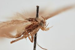 Scrobipalpopsis petasitis by the Smithsonian. Used under a CC0 license.