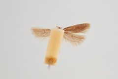 Scrobipalpopsis petasitis by the Smithsonian. Used under a CC0 license.