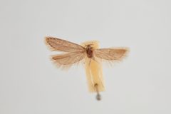 Scrobipalpopsis petasitis by the Smithsonian. Used under a CC0 license.