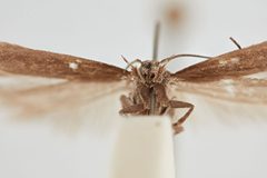 Scrobipalpula psilella by the Smithsonian. Used under a CC0 license.