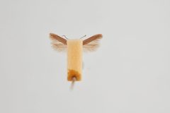 Scrobipalpula psilella by the Smithsonian. Used under a CC0 license.