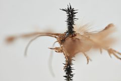 Scrobipalpula psilella by the Smithsonian. Used under a CC0 license.