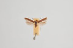 Scrobipalpula psilella by the Smithsonian. Used under a CC0 license.