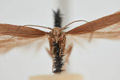 Scrobipalpula psilella by the Smithsonian. Used under a CC0 license.
