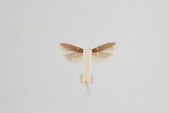 Scrobipalpula psilella by the Smithsonian. Used under a CC0 license.