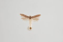 Scrobipalpula psilella by the Smithsonian. Used under a CC0 license.