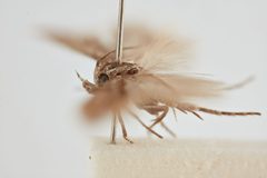 Scrobipalpula psilella by the Smithsonian. Used under a CC0 license.
