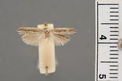 Sophronia primella by the Smithsonian. Used under a CC0 license.