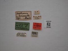 Sophronia primella by the Smithsonian. Used under a CC0 license.