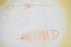 Sophronia roseicrinella by the Smithsonian. Used under a CC0 license.