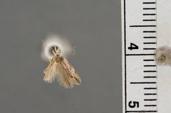 Sophronia roseicrinella by the Smithsonian. Used under a CC0 license.