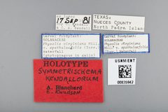Symmetrischema kendallorum by the Smithsonian. Used under a CC0 license.