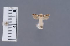Telphusa acaciella by the Smithsonian. Used under a CC0 license.