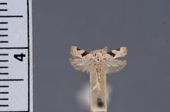 Telphusa obligata by the Smithsonian. Used under a CC0 license.