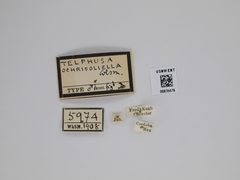 Telphusa ochrifoliata by the Smithsonian. Used under a CC0 license.