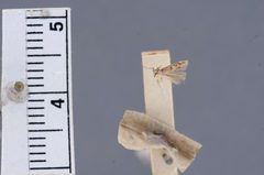 Trypanisma fagella by the Smithsonian. Used under a CC0 license.