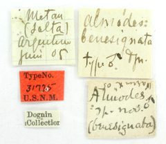 Almodes benesignata by the Smithsonian. Used under a CC0 license.