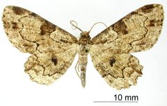 Almodes benesignata by the Smithsonian. Used under a CC0 license.