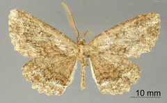 Almodes igualaria by the Smithsonian. Used under a CC0 license.