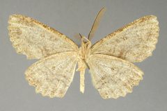 Almodes igualaria by the Smithsonian. Used under a CC0 license.