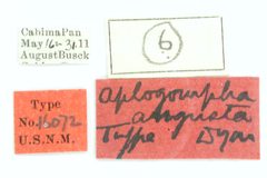Aplogompha angusta by the Smithsonian. Used under a CC0 license.