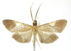 Aplogompha angusta by the Smithsonian. Used under a CC0 license.