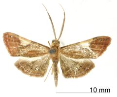 Aplogompha angusta by the Smithsonian. Used under a CC0 license.